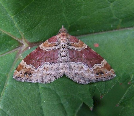 Red Twin-spot Carpet Xanthorhoe spadicearia