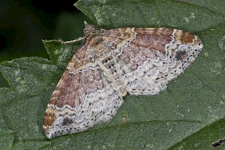 Red Twin-spot Carpet Xanthorhoe spadicearia