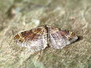 Red Twin-spot Carpet Xanthorhoe spadicearia