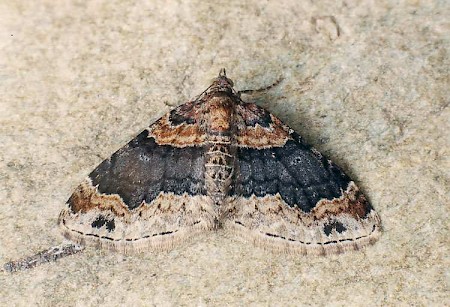 Dark-barred Twin-spot Carpet Xanthorhoe ferrugata