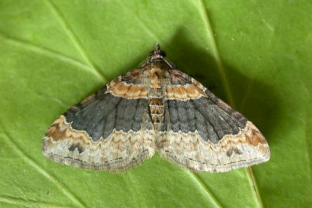 Dark-barred Twin-spot Carpet Xanthorhoe ferrugata