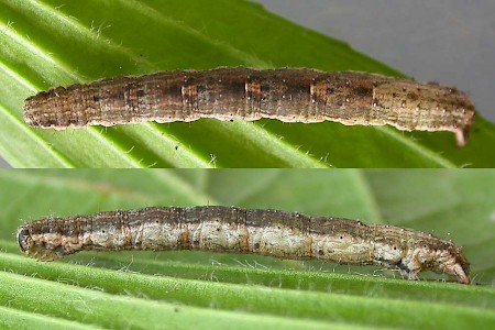 Dark-barred Twin-spot Carpet Xanthorhoe ferrugata