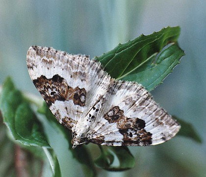 Adult &bull; Littleborough, Lancashire &bull; &copy; Ian Kimber