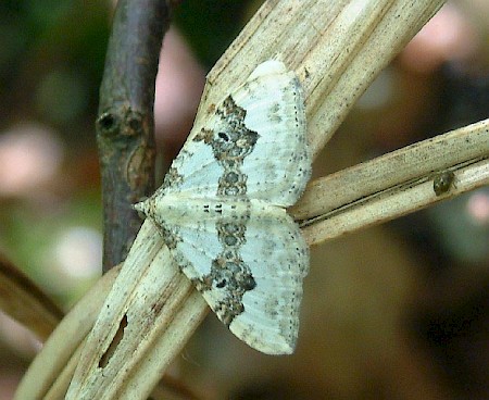 Silver-ground Carpet Xanthorhoe montanata