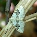 Adult • Monk's Wood NNR, Cambs. • © Nick Greatorex-Davies