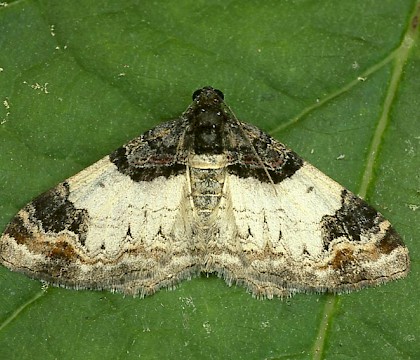 Adult &bull; Dorset &bull; &copy; Paul Harris