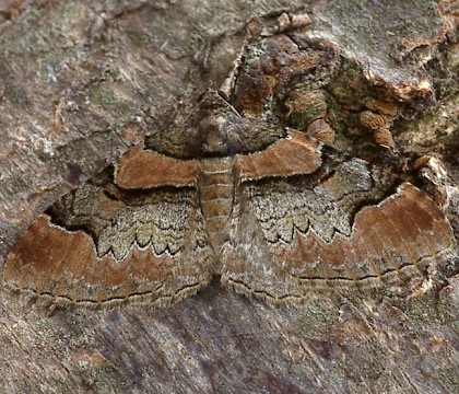 Adult &bull; Dorset &bull; &copy; Paul Harris