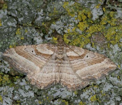 Adult &bull; Netherlands &bull; &copy; Jeroen Voogd