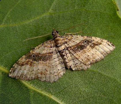 Adult &bull; Canada &bull; &copy; Tymo Muus