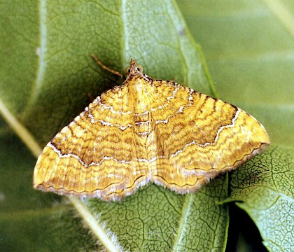 Adult &bull; Littleborough, Lancashire &bull; &copy; Ian Kimber