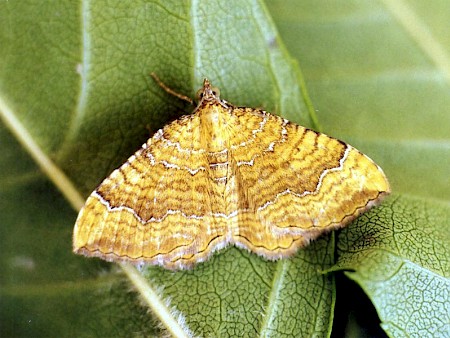 Yellow Shell Camptogramma bilineata