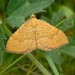 Adult • Monk's Wood NNR, Cambs. • © Nick Greatorex-Davies