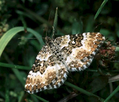 Adult &bull; Moray, Scotland &bull; &copy; Roy Leverton