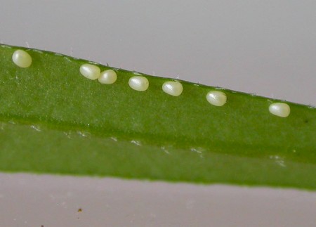 Common Carpet Epirrhoe alternata