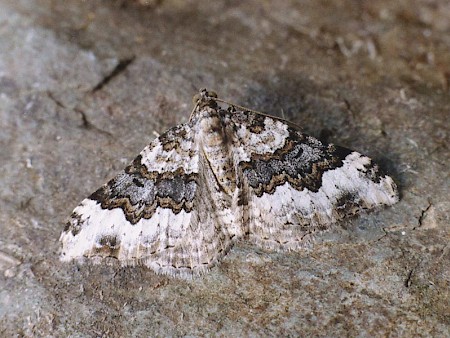 Galium Carpet Epirrhoe galiata