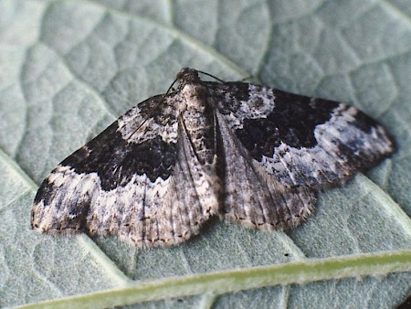 Galium Carpet Epirrhoe galiata