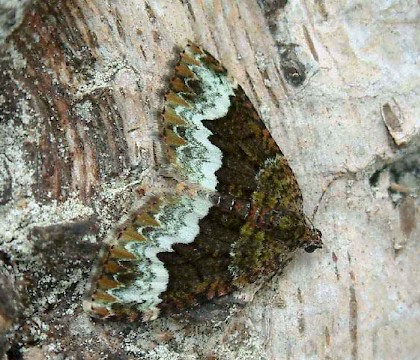 Adult &bull; ex. ova, Whitelye, Gwent &bull; &copy; Nick Greatorex-Davies