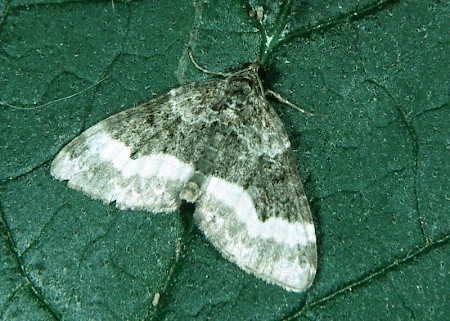 Sharp-angled Carpet Euphyia unangulata