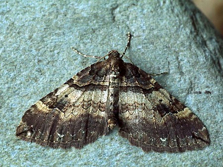 Shoulder Stripe Earophila badiata