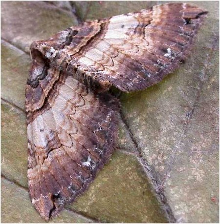 Shoulder Stripe Earophila badiata