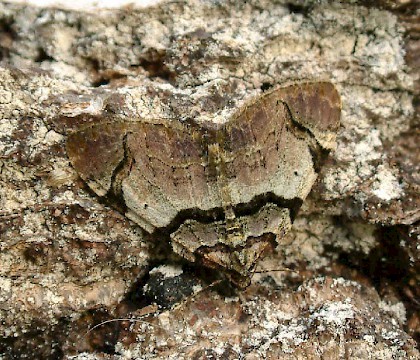 Adult &bull; Hemingford Grey, Hunts. &bull; &copy; Nick Greatorex-Davies