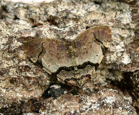 The Streamer Anticlea derivata