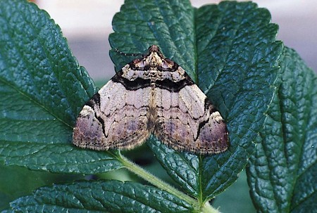 The Streamer Anticlea derivata