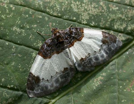 Beautiful Carpet Mesoleuca albicillata