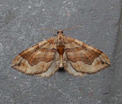 Adult &bull; Harlech, Gwynedd &bull; &copy; Helen Bantock