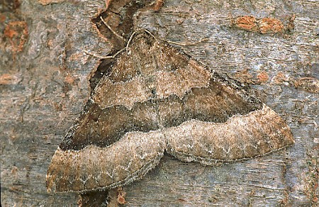 The Mallow Larentia clavaria