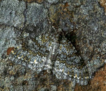 Adult &bull; South Aberdeenshire &bull; &copy; Roy Leverton