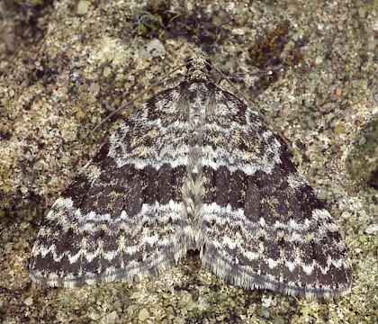 Adult &bull; Scotland &bull; &copy; Paul Harris