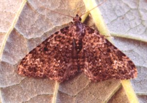 Grey Mountain Carpet Entephria caesiata