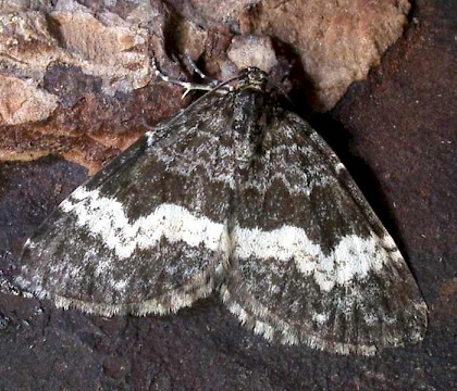 Adult &bull; &copy; Bill Urwin