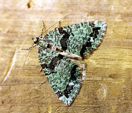 Adult &bull; Littleborough, Lancashire &bull; &copy; Ian Kimber