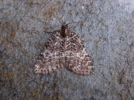 July Highflyer Hydriomena furcata