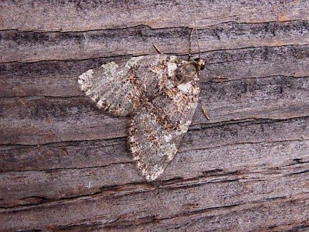 July Highflyer Hydriomena furcata