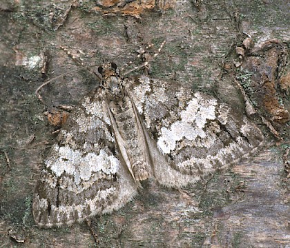 Adult &bull; Dorset &bull; &copy; Paul Harris