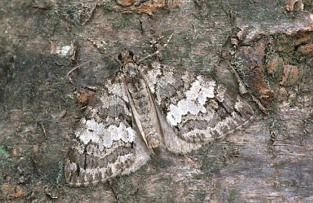 May Highflyer Hydriomena impluviata