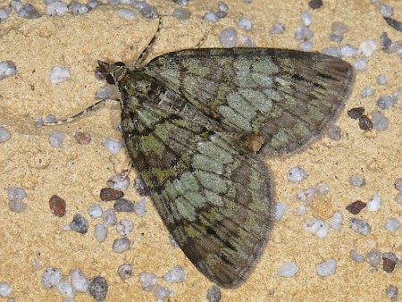 May Highflyer Hydriomena impluviata