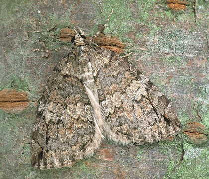 Adult &bull; Dorset &bull; &copy; Paul Harris