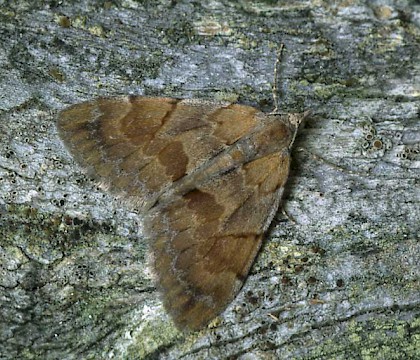 Adult &bull; Banffshire &bull; &copy; Roy Leverton