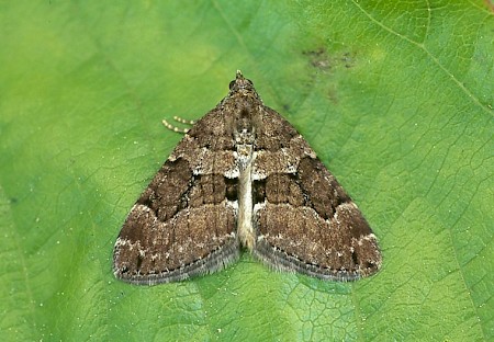 Chestnut-coloured Carpet Thera cognata