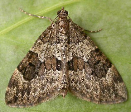 Adult &bull; Chorlton, Gtr. Manchester &bull; &copy; Ben Smart