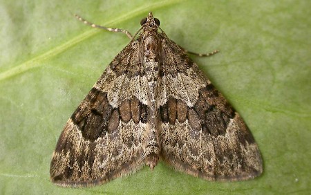 Spruce Carpet Thera britannica