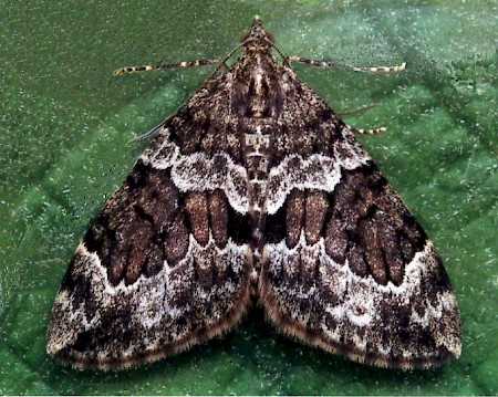 Spruce Carpet Thera britannica