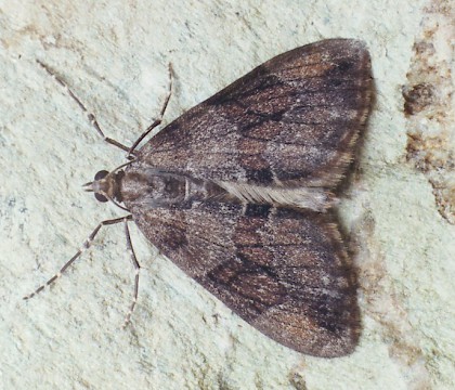 Adult &bull; Littleborough, Lancashire &bull; &copy; Ian Kimber