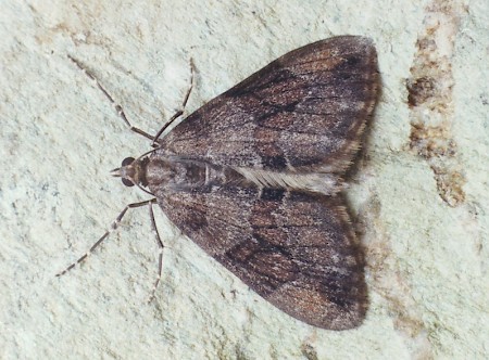 Grey Pine Carpet Thera obeliscata