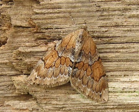 Grey Pine Carpet Thera obeliscata