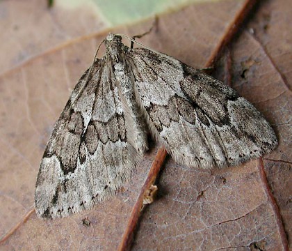 Adult &bull; Littleborough, Lancashire &bull; &copy; Ian Kimber
